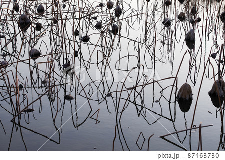 冬の蓮池が作り出す幾何学模様 冬の蓮池が作り出す幾何学模様 87463730