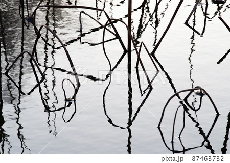 冬の蓮池が作り出す幾何学模様 87463732