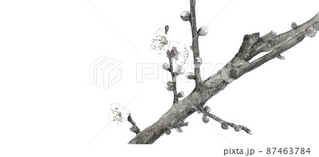 枝付き白梅の花と蕾 モノトーン【水墨画風水彩画】白バック 透過背景 87463784