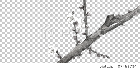 枝付き白梅の花と蕾 モノトーン【水墨画風水彩画】白バック 透過背景 87463784
