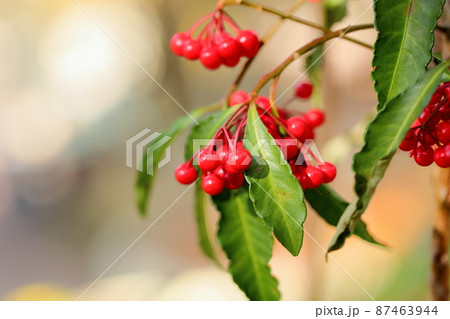 万両の実 87463944