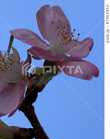 河津桜 87463953