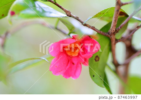 椿の花　寒咲赤侘助 87463997