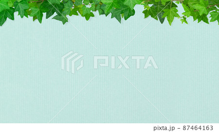 さわやかな水色の背景とアイビー 87464163