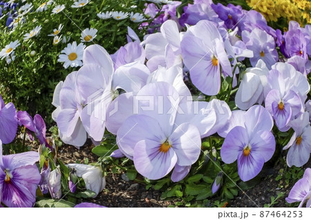 パンジー 87464253