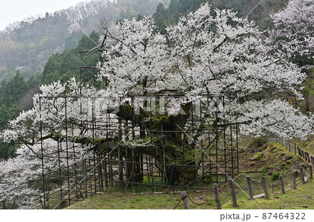 樽見の大桜より 87464322