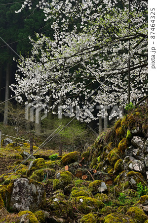 樽見の大桜より 87464325