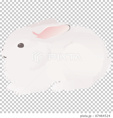 Round arctic hare cute rabbit vector illustration Round arctic hare cute rabbit vector illustration 87464524