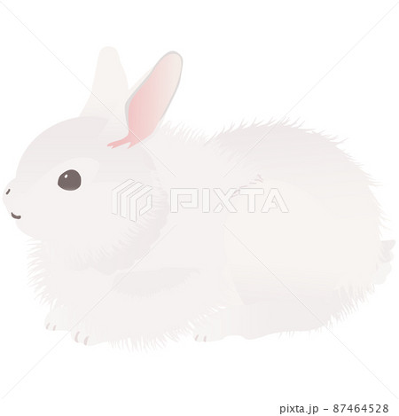 フワフワのアンゴラウサギ かわいいうさぎ ベクターイラストのイラスト素材