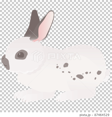 帶有可愛鱈魚圖案的英國斑兔矢量圖 87464529