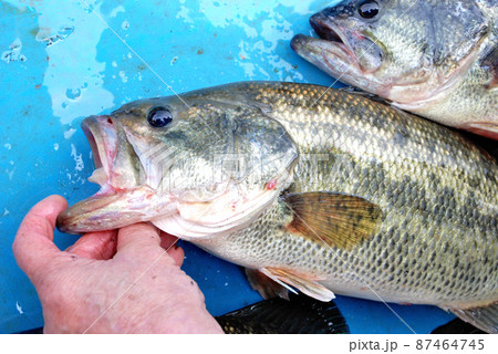 良型のブラックバス 87464745