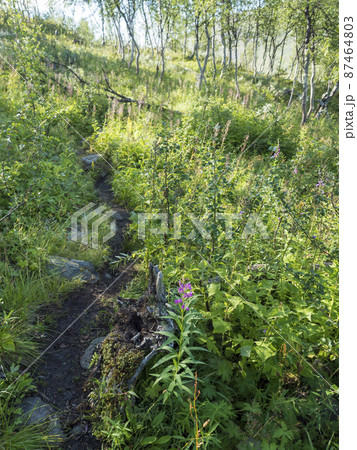 Path in beatiful northern landscape artic landscape, tundra in Swedish Lapland with green hills, meadow, flowers and birch trees at Padjelantaleden hiking trail. Summer day, blue sky, white clouds 87464803