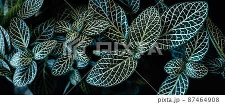 dark leaves in the forest foliage background in nature 87464908