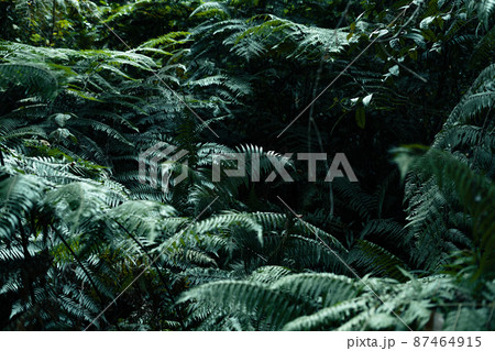 dark leaves in the forest foliage background in nature dark leaves in the forest foliage background in nature 87464915