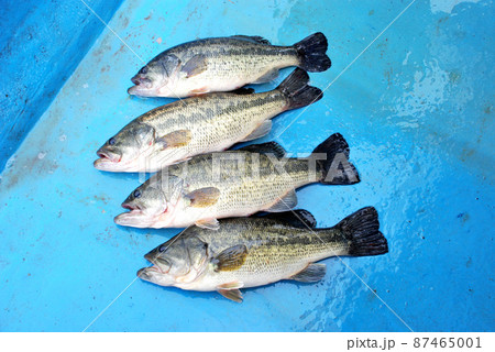 良型のブラックバス 良型のブラックバス 87465001