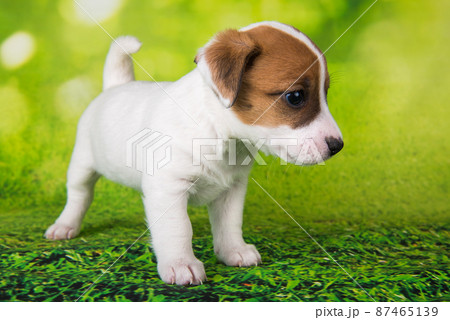 Jack Russell Terrier puppy dog on a green background 87465139