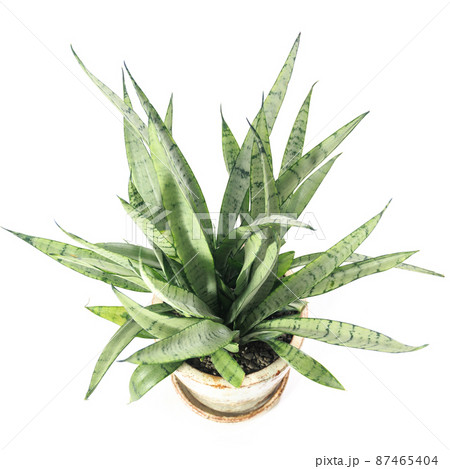 観葉植物、サンセベリア・シルバープリンセスの葉【白背景】 87465404