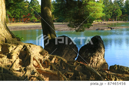 平泉の毛越寺の浄土庭園 平泉の毛越寺の浄土庭園 87465456
