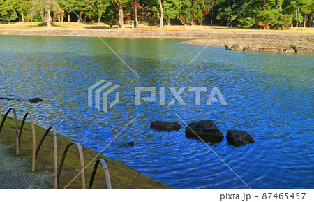 平泉の毛越寺の浄土庭園の大泉ヶ池 平泉の毛越寺の浄土庭園の大泉ヶ池 87465457