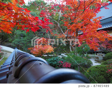 紅葉の寺 岡山県宝福寺 紅葉の寺 岡山県宝福寺 87465489
