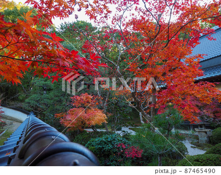 紅葉の寺 岡山県宝福寺 87465490