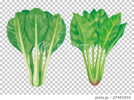 Japanese mustard spinach and spinach 87465850