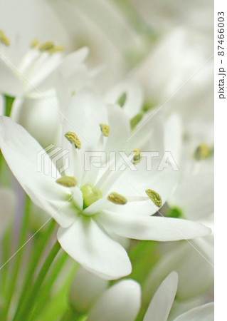 アリウム・コワニーの花 アリウム・コワニーの花 87466003