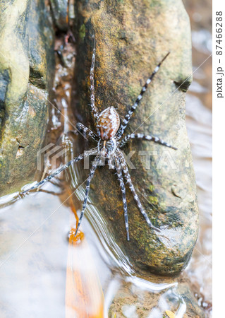 Spider on the rock in the waterfall Spider on the rock in the waterfall 87466288