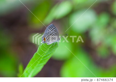 A grey spotted butterfly perches on a green leaf A grey spotted butterfly perches on a green leaf 87466374