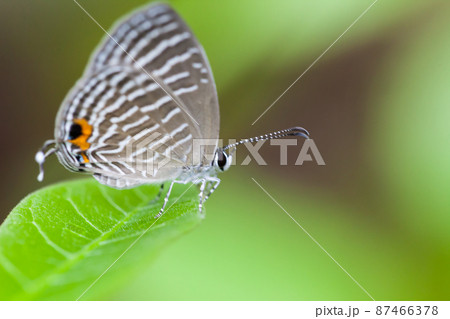 A grey spotted butterfly perches on a green leaf A grey spotted butterfly perches on a green leaf 87466378
