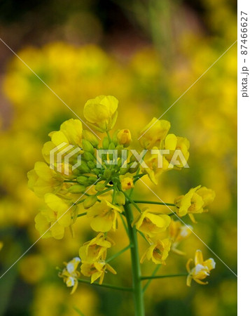 神社の境内の菜の花畑(アブラナの黄色い花のクローズアップ) 神社の境内の菜の花畑(アブラナの黄色い花のクローズアップ) 87466627