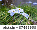 春の花 87466968