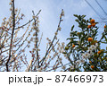 梅の花 87466973
