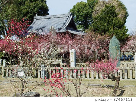 宮ノ陣神社の将軍梅 87467113