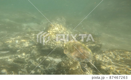 Beautiful underwater world, turtle swimming near the reef. High quality photo Beautiful underwater world, turtle swimming near the reef. High quality photo 87467263