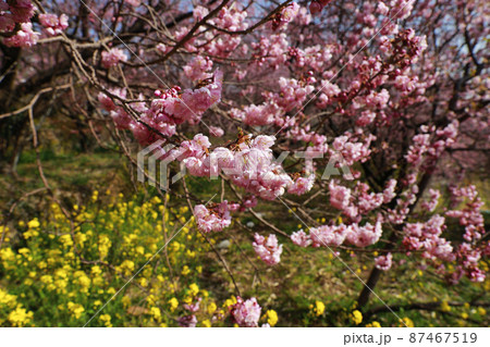 須崎の雪割り桜 須崎の雪割り桜 87467519