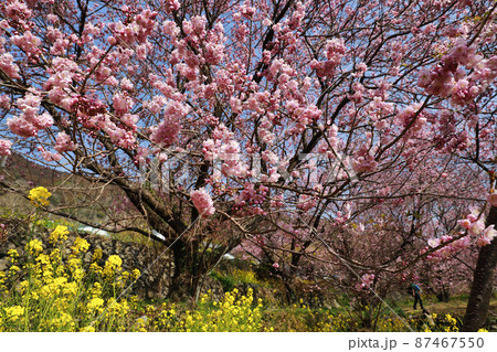 須崎の雪割り桜 須崎の雪割り桜 87467550