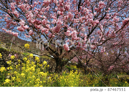 須崎の雪割り桜 87467551