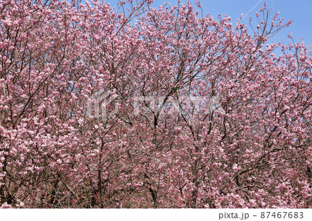 桑田山の雪割り桜 87467683