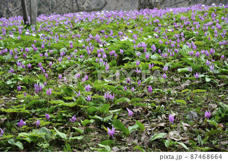 カタクリの群生 カタクリの群生 87468664