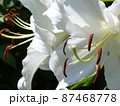 盛夏のカサブランカ 87468778