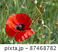 初夏の花畑に咲くヒナゲシ 87468782