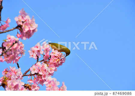 メジロと河津桜 メジロと河津桜 87469086