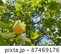 五月の公園に咲くユリノキ 87469176