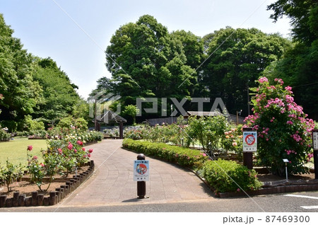 綾瀬市　城山公園（早川城跡）バラ園（花木園）と新緑 87469300