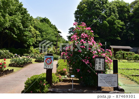 綾瀬市　城山公園（早川城跡）バラ園（花木園）と新緑 87469301