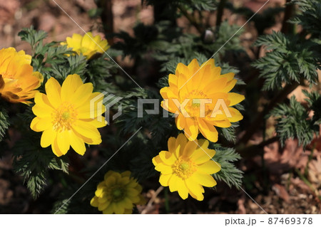 フクジュソウ 福寿草 ふくじゅそう フクジュソウ 福寿草 ふくじゅそう 87469378
