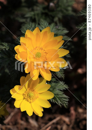 フクジュソウ 福寿草 ふくじゅそう フクジュソウ 福寿草 ふくじゅそう 87469380