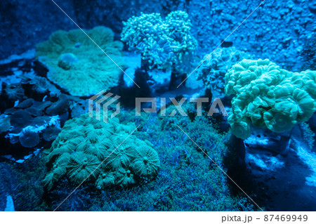 Sea anemone on a coral reef Sea anemone on a coral reef 87469949