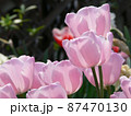 4月の公園に咲くピンクのチューリップ 87470130